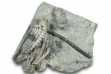 Fossil Crinoid Plate (Two Species) - Crawfordsville, Indiana #308270-1